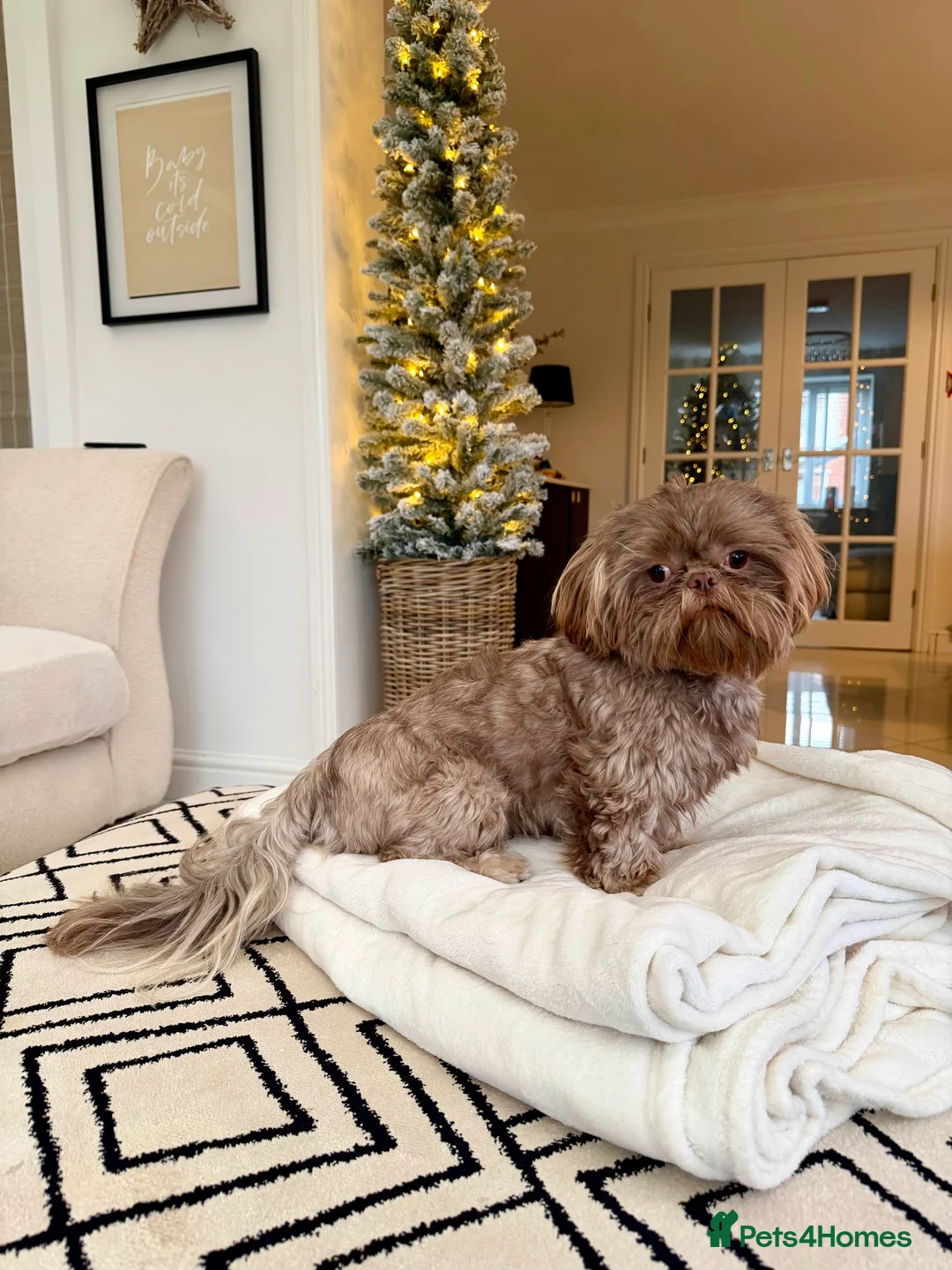 Shih Tzu dogs for stud: Chocolate Shih Tzu for Stud - Advert 1