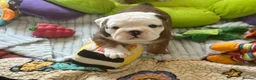 English Bulldog dogs for sale: Double CRUFTS winners bred bulldog puppies  - Advert 26