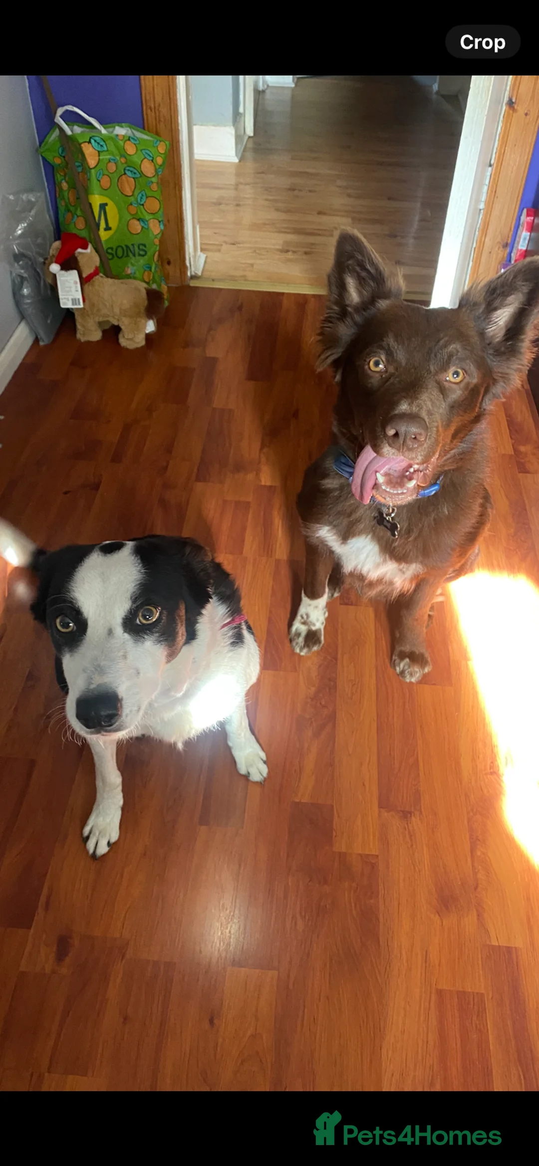 Border Collie dogs for sale: 4 border collie puppies £700! - Advert 14