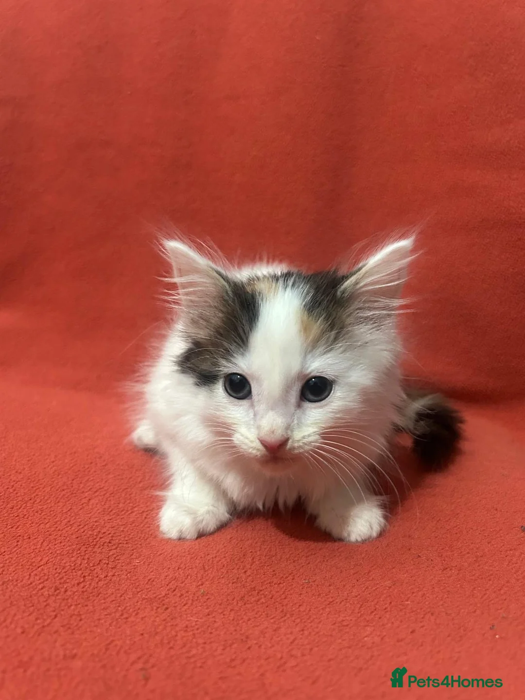 RagaMuffin cats for sale: Kittens for sale  - Advert 18