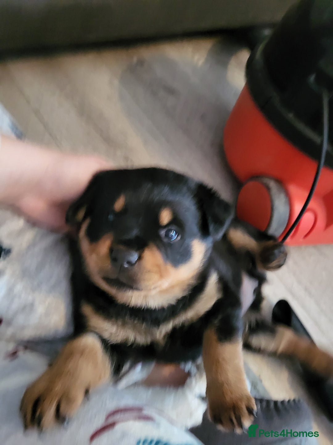 Rottweiler dogs for sale: 1 male 1 female rottweiler  - Image 7