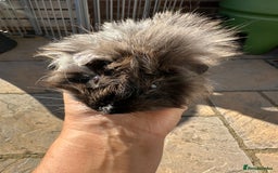 Guinea Pig rodents for sale: 3 Handsome male baby guinea pigs. - Image 14