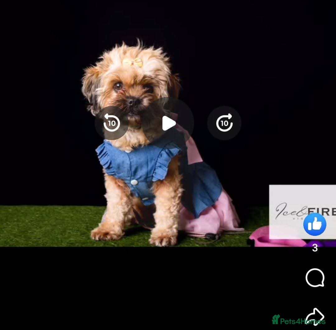 Zuchon dogs Zuchon pups - Advert 3
