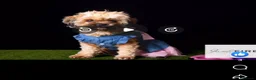 Zuchon dogs for sale: Zuchon pups - Advert 1