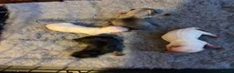 Chihuahua dogs for sale: Beautiful kc chihuahua puppies  - Advert 5