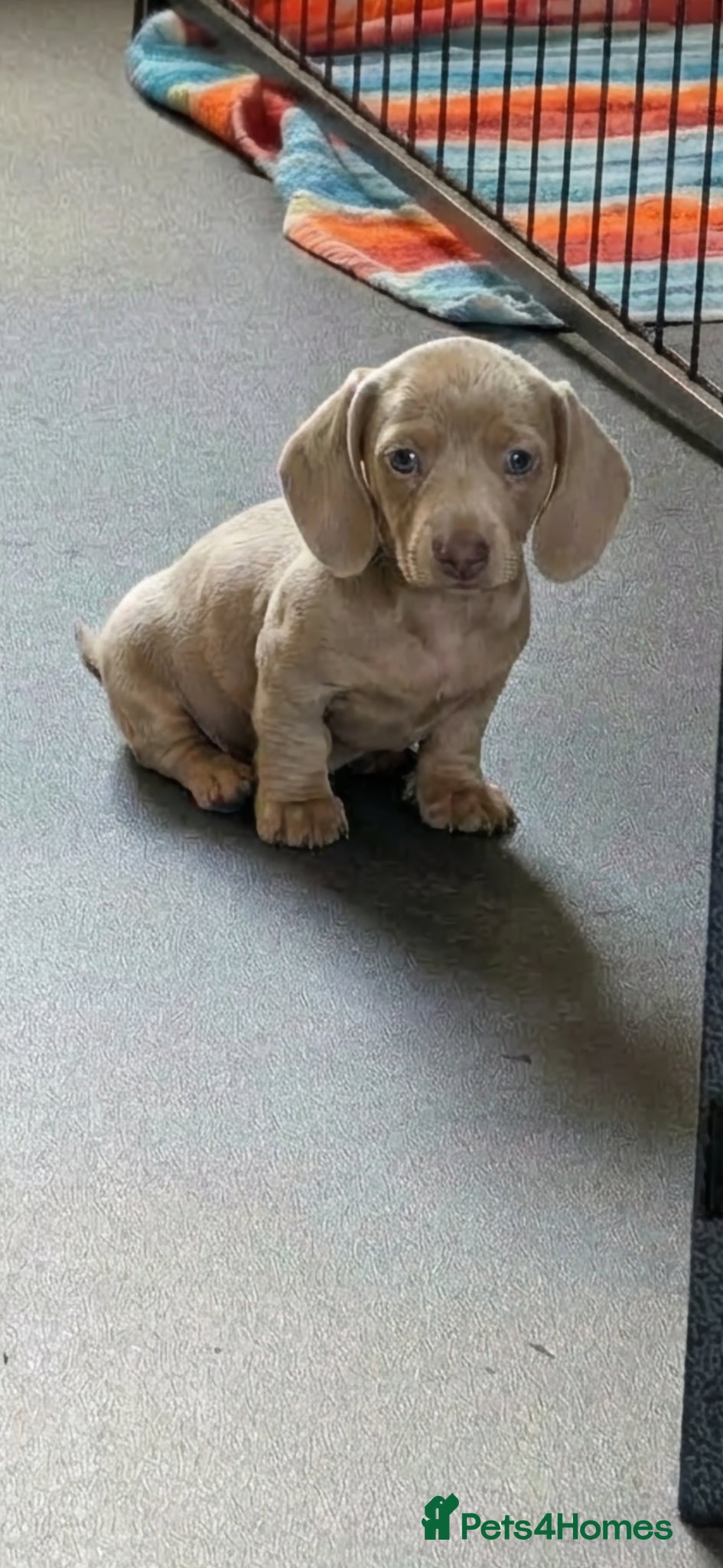 Miniature Dachshund dogs 🤍 Health Tested KC Miniature Dachshund Puppys 🤍 - Advert 5