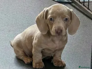 Miniature Dachshund dogs 🤍 Health Tested KC Miniature Dachshund Puppys 🤍 - Advert 5