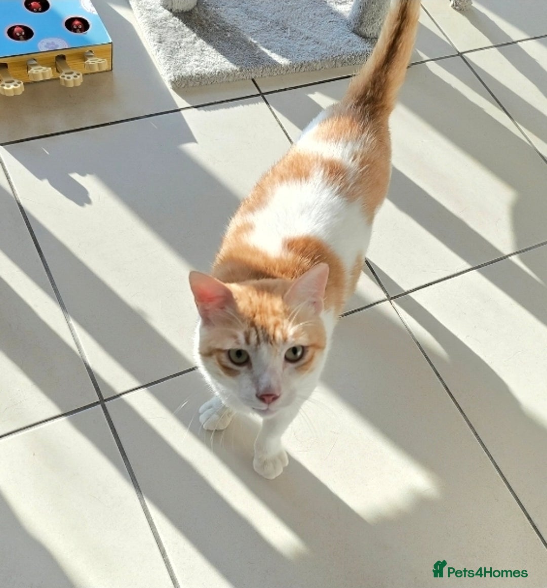 Mixed Breed cats for adoption: [Indoors only] Goofy! Adorable clingy champ! - Advert 13