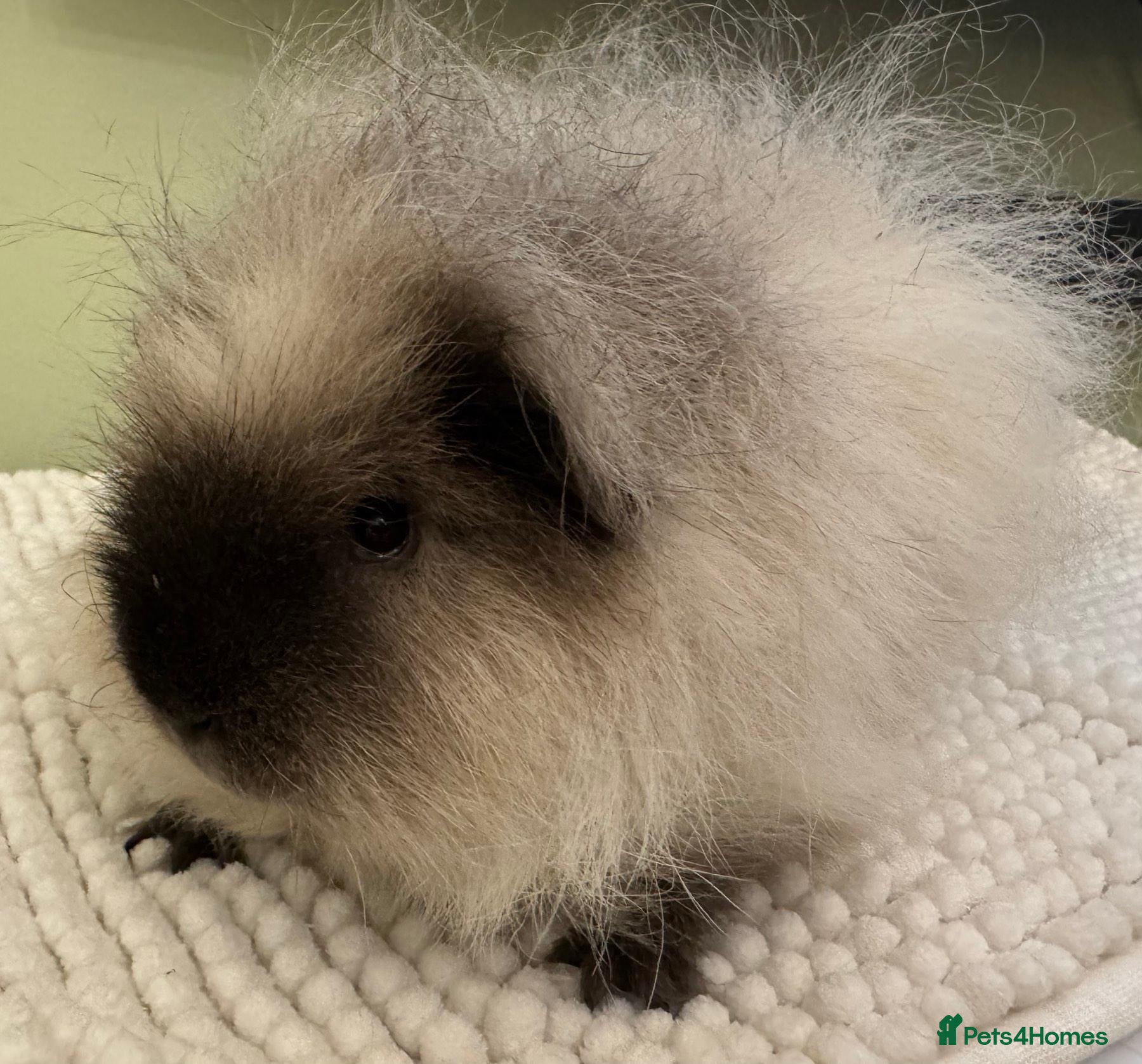 Guinea Pig rodents Male Guinea Pig Looking for a New Home - Advert 16