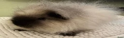 Guinea Pig rodents for sale: Male Guinea Pig Looking for a New Home in Perth - Advert 1