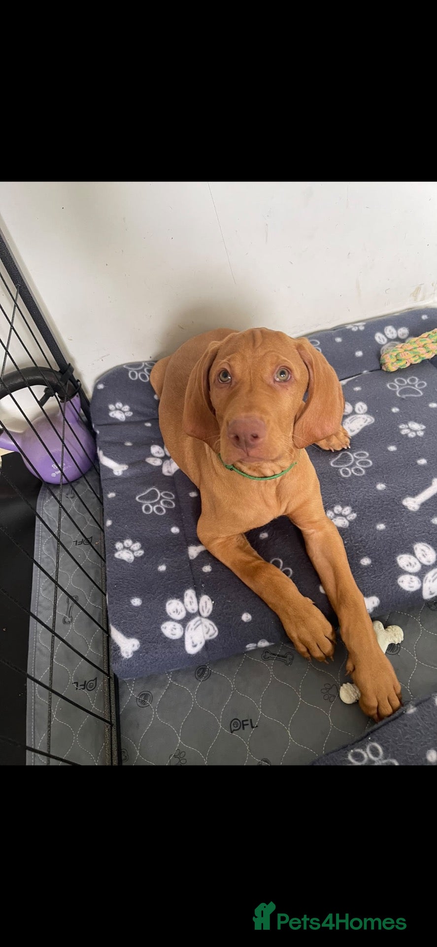 Hungarian Vizsla dogs Hungarian vizsla puppies 3 boys, 2nd vacc done   - Advert 1