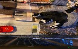 Mixed Breed cats for sale: Friendly kittens looking for homes ! - Image 7