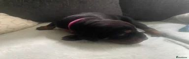 Dobermann 4