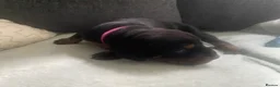 Dobermann dogs for sale: Doberman puppies - Advert 13