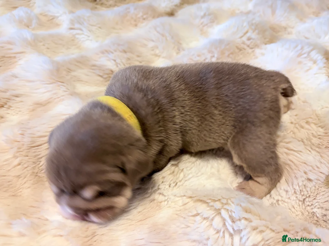 English Bulldog dogs for sale: KC English Bulldog Puppies Exceptional Quality  - Advert 7