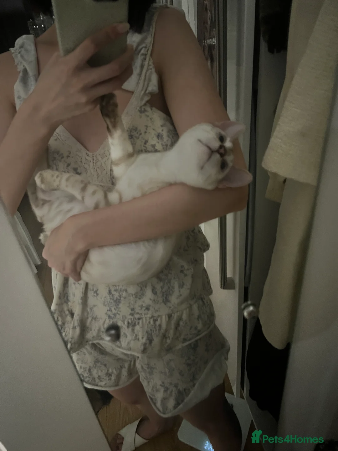 Bengal cats for sale: Beautiful Male Snow Leopard Bengal Cat - Advert 2