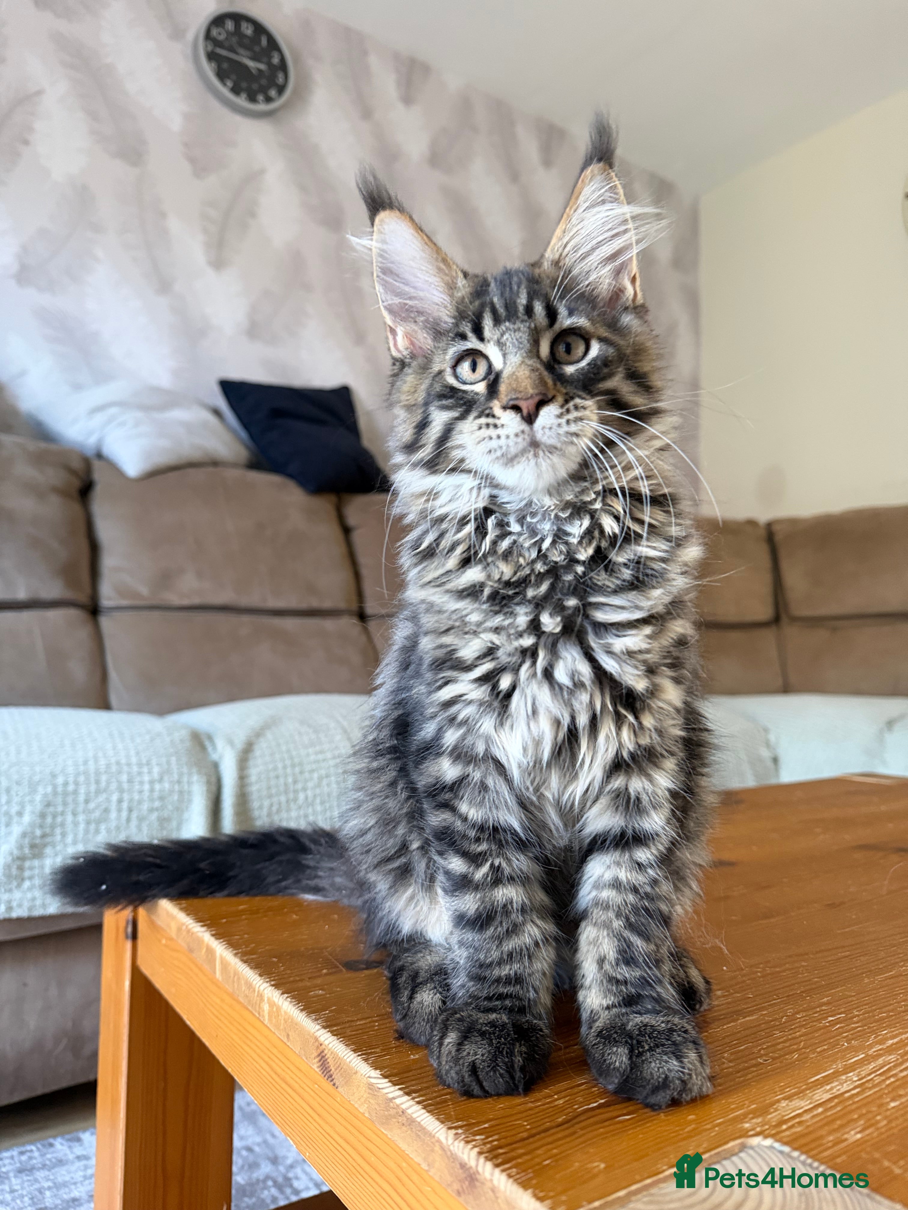 Maine Coon cats TICA registered Maine Coon kittens - Advert 2