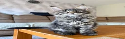 Maine Coon cats for sale: TICA registered Maine Coon kittens - Advert 5
