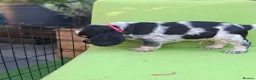 Cocker Spaniel dogs for sale: 🏡UNIQUE SHOW COCKER SPANIELS PUPPIES 🐶  - Advert 5