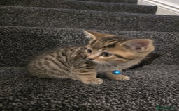 British Shorthair cats for sale: Adorable British kittens. Ready for new home. - Image 5