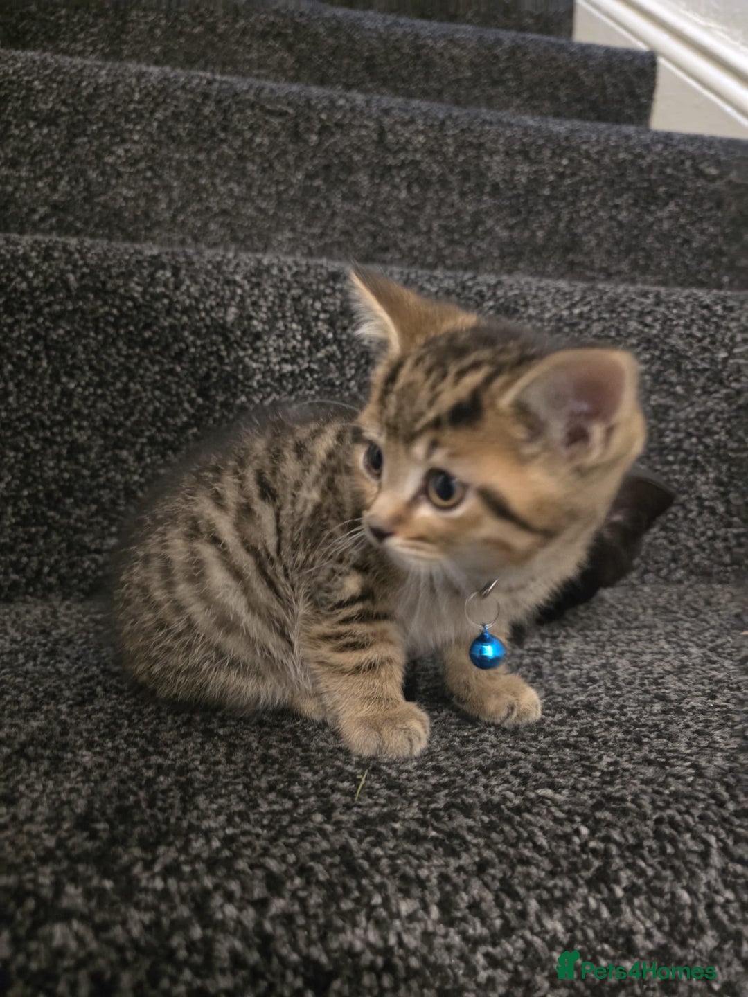 British Shorthair cats for sale: Adorable British kittens. Ready for new home. - Image 5