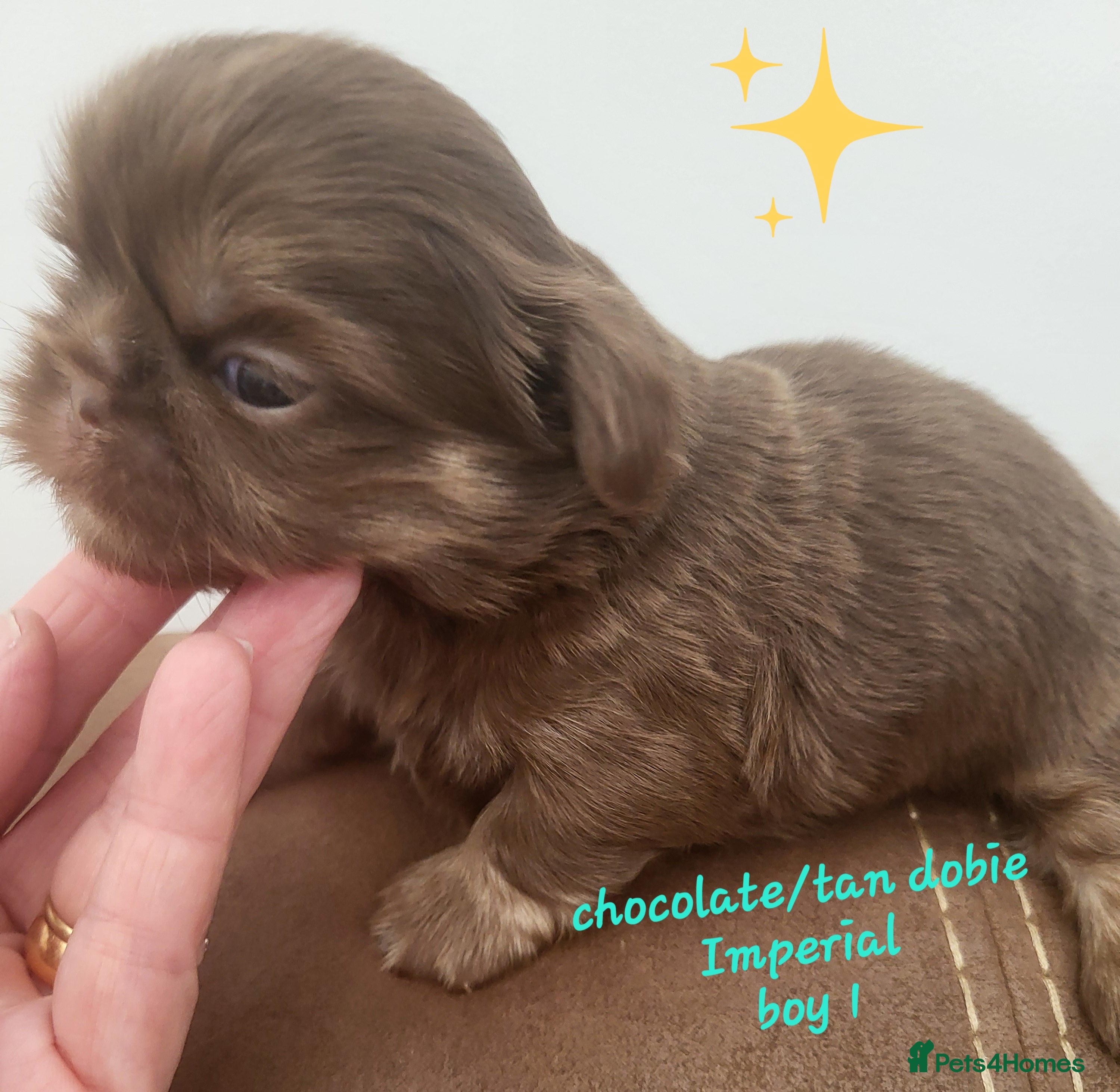Shih Tzu dogs Quality dobie kc Imperial shih tzu  - Advert 2