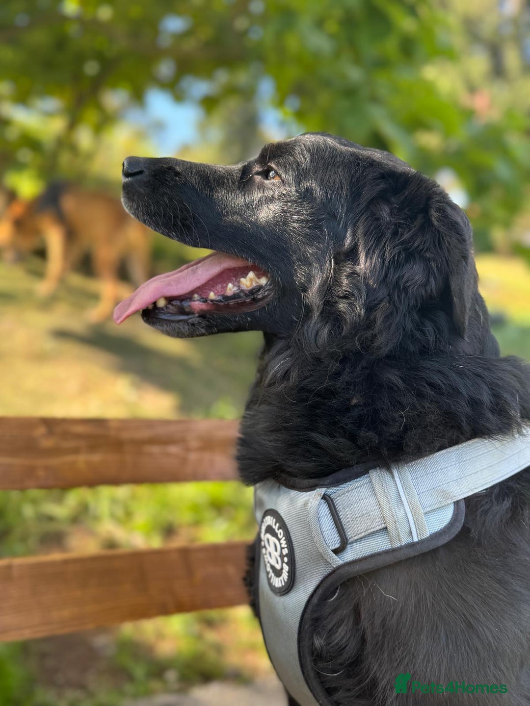 Mixed Breed dogs for adoption: Gina  in Ashford - Image 12