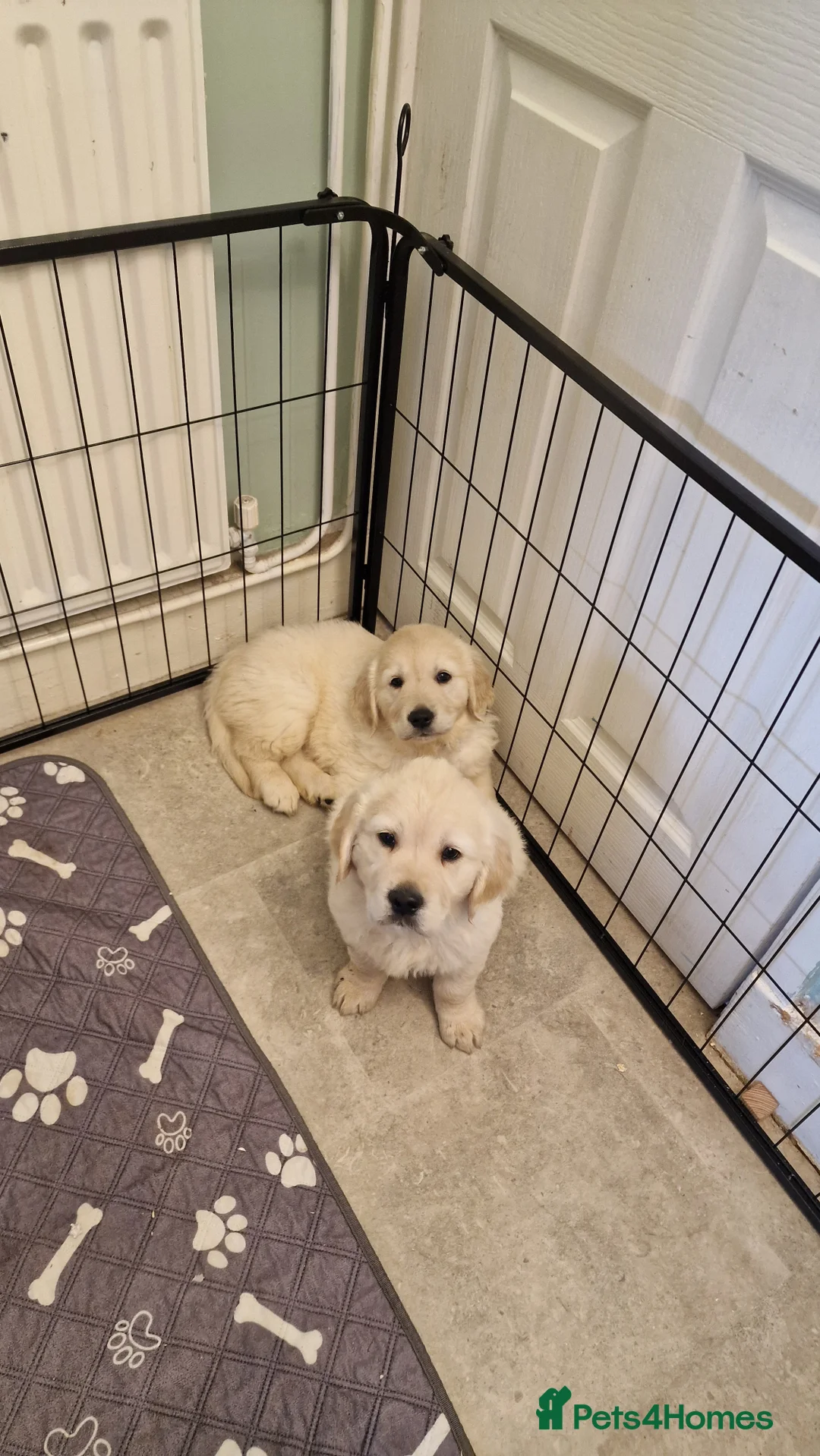 Golden Retriever dogs for sale: KC ADDORABLE CUTE GOLDEN RETRIEVER PUPPIES - Advert 2