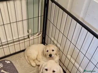 Golden Retriever dogs KC ADDORABLE CUTE GOLDEN RETRIEVER PUPPIES - Advert 9