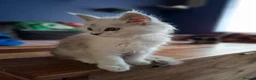 Maine Coon cats for sale: Maine Coon Kittens looking for new loving home in Birmingham - Advert 10