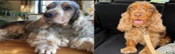 Cocker Spaniel dogs for sale: Show Cocker spaniel  in Solihull - Advert 6