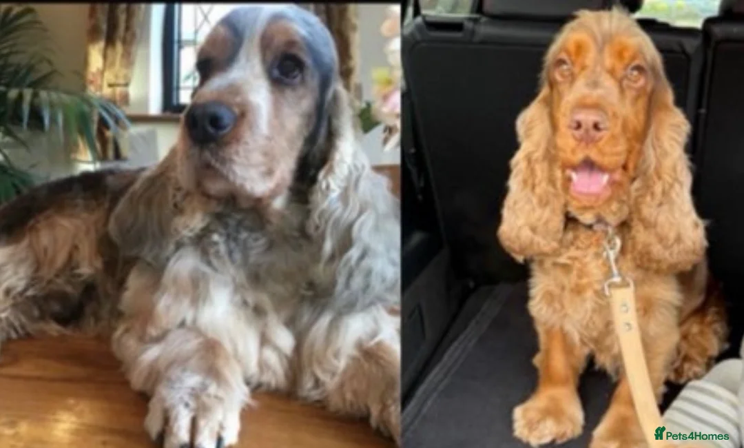 Cocker Spaniel dogs for sale: Show Cocker spaniel  in Solihull - Advert 6