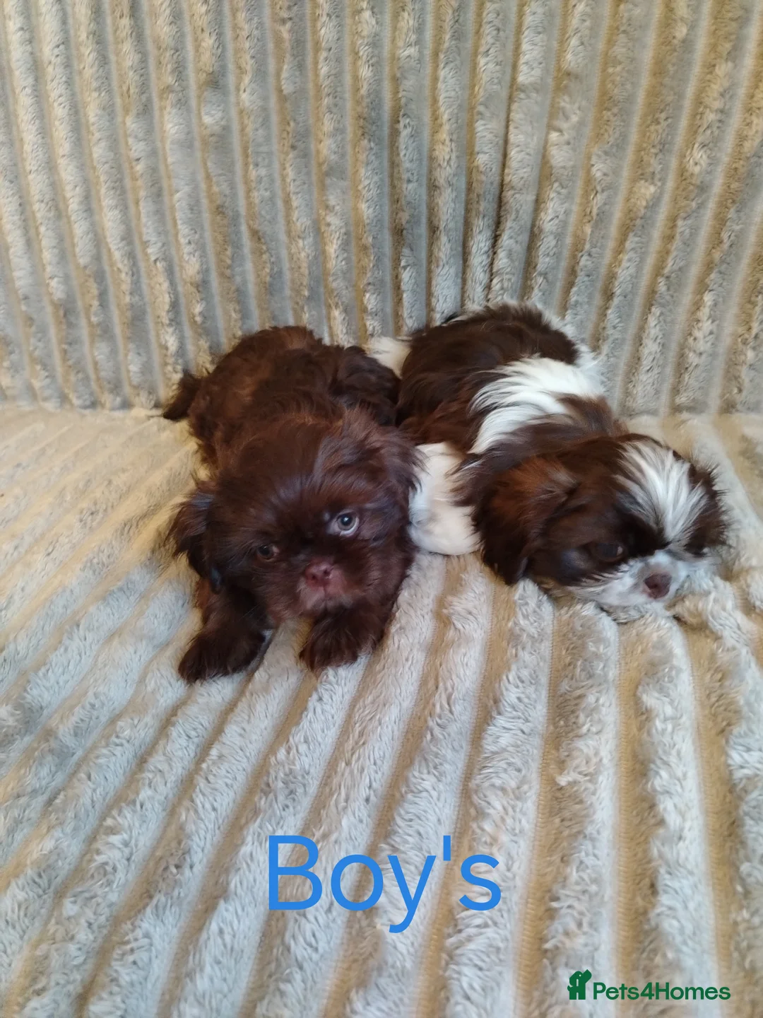 Shih Tzu dogs for sale: Beautiful imperial shih tzu babies  - Advert 4