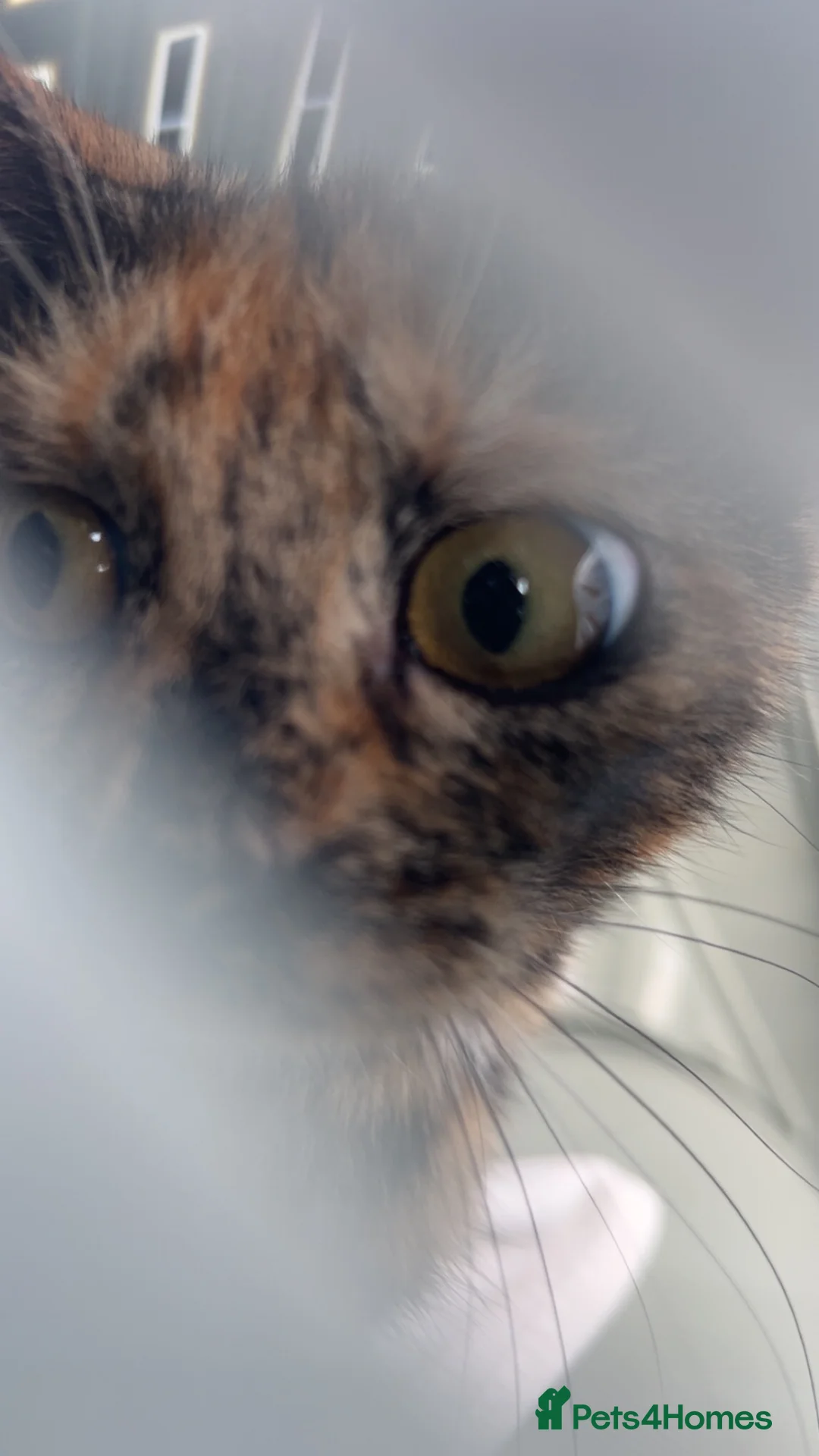 Mixed Breed cats for sale: Torti cat in Southampton - Advert 5