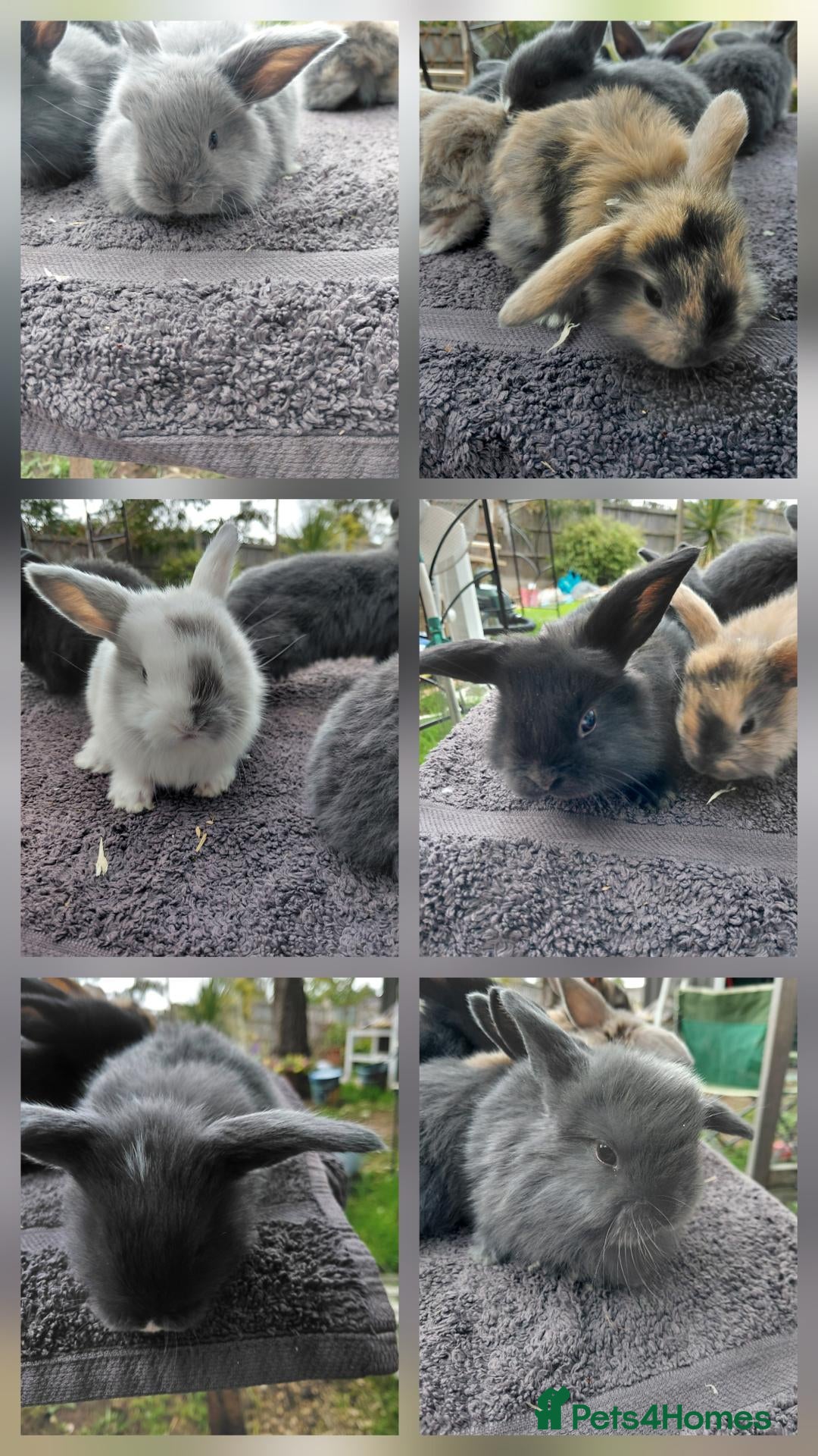 Mini Lop rabbits mini lops  - Advert 14
