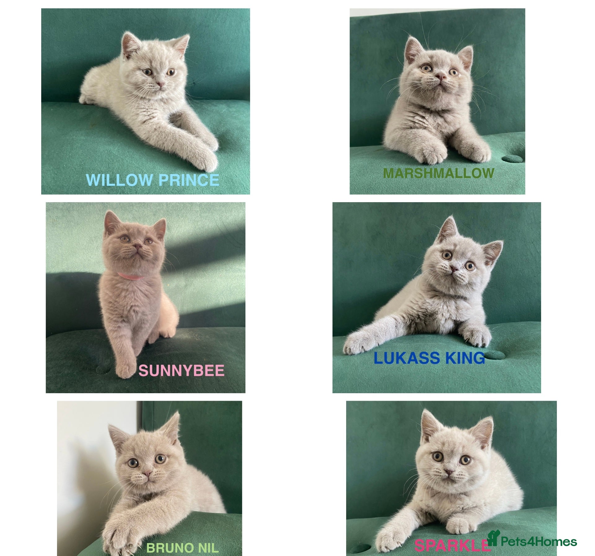 British Shorthair cats GCCF -SPECTACULAR  -British Shorthair kittens  - Advert 1