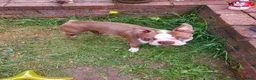 Boston Terrier dogs for sale: Boston Terrier - Milo in Telford - Advert 2