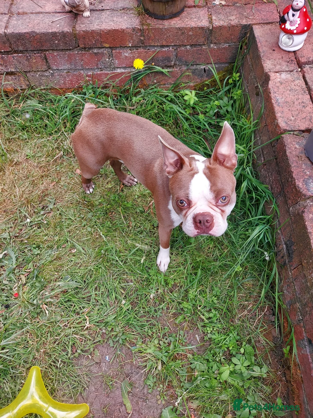 Boston Terrier dogs for sale: Boston Terrier - Milo in Telford - Advert 2