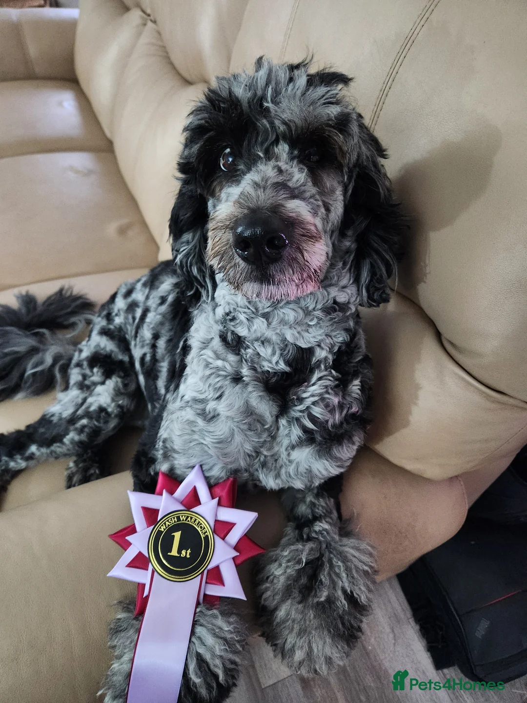 Bordoodle dogs for sale: 🌙☀️Waiting List Open🌙☀️ - Advert 3