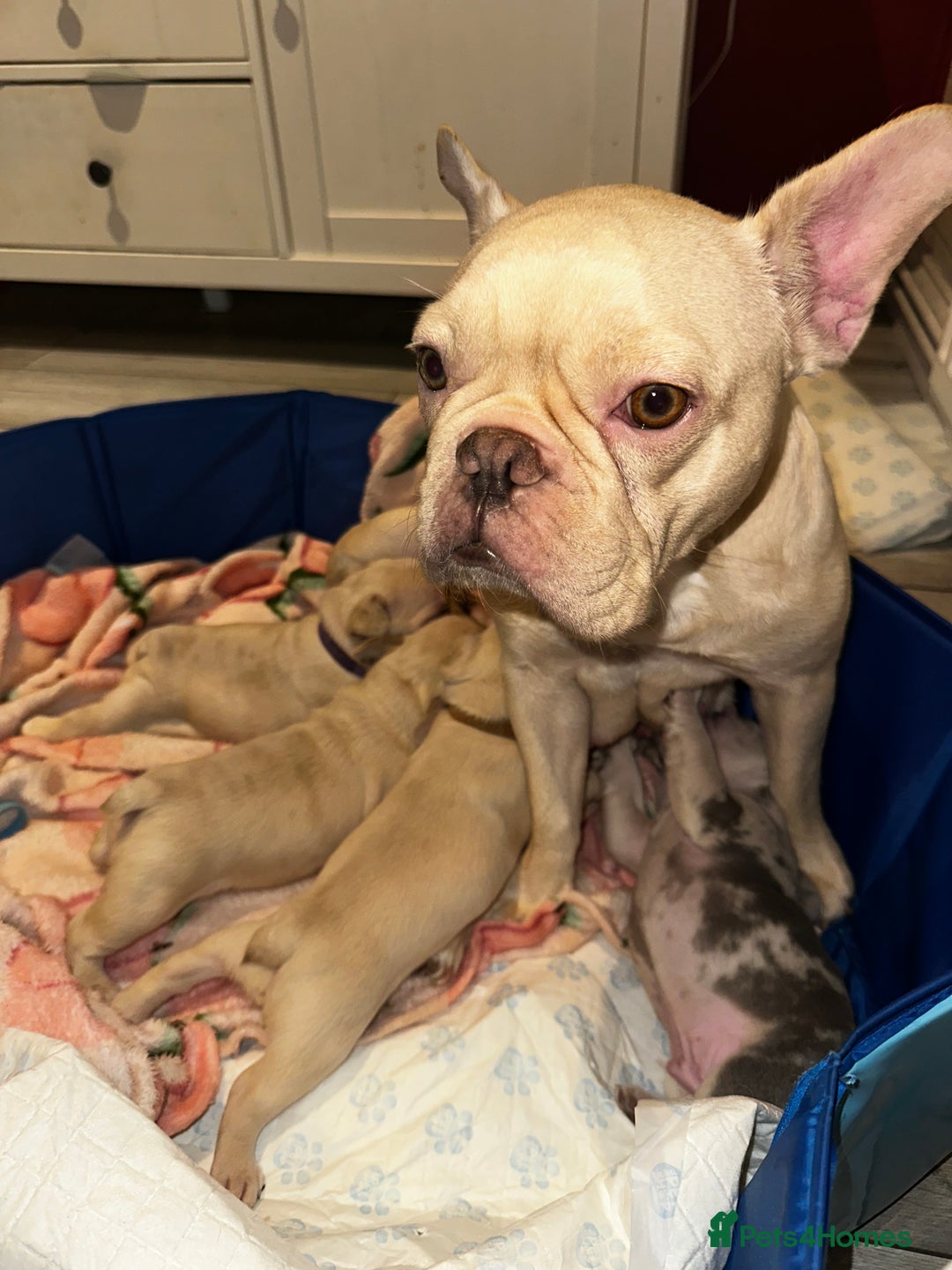 French Bulldog dogs for sale: French bulldog puppies - boys - Advert 1