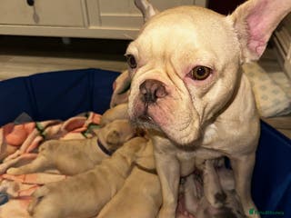 French Bulldog dogs French bulldog puppies - boys - Advert 11