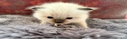 Ragdoll cats for sale: 2 Chunky Fluffy Purebred Ragdolls - Advert 8