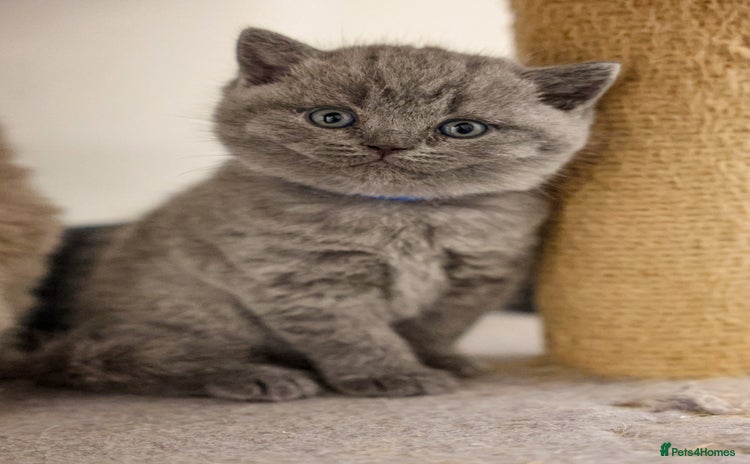 British Shorthair cats - Advert 1