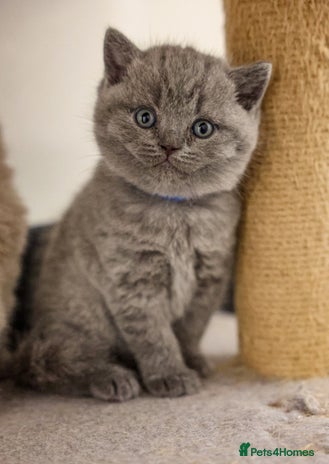British Shorthair cats - Advert 9