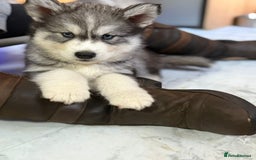 Siberian Husky dogs for sale: Beautiful husky  - Image 1