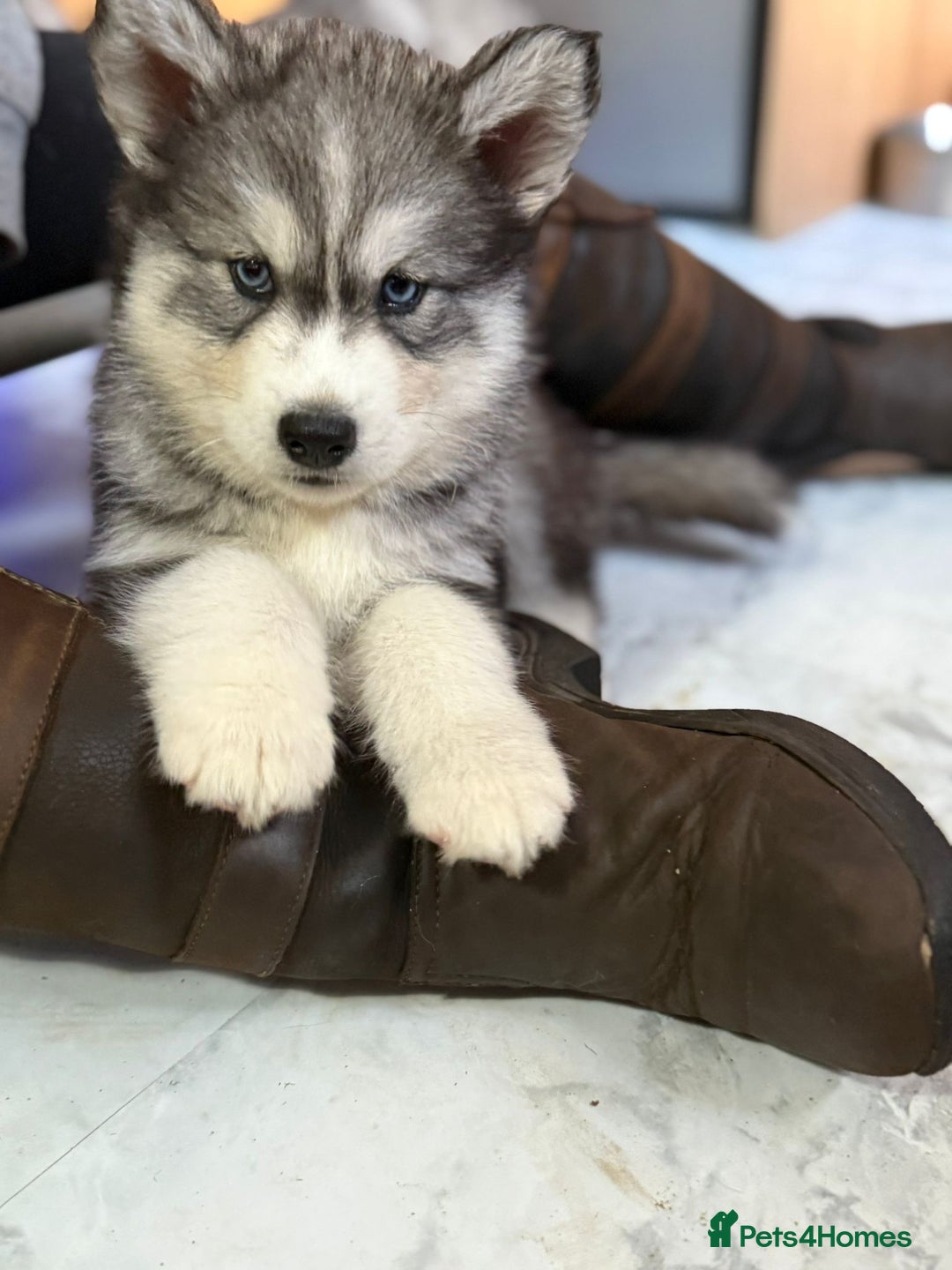 Siberian Husky dogs for sale: Beautiful husky  - Image 1