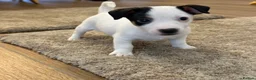 Jack Russell dogs for sale: Jack Russell - Advert 4