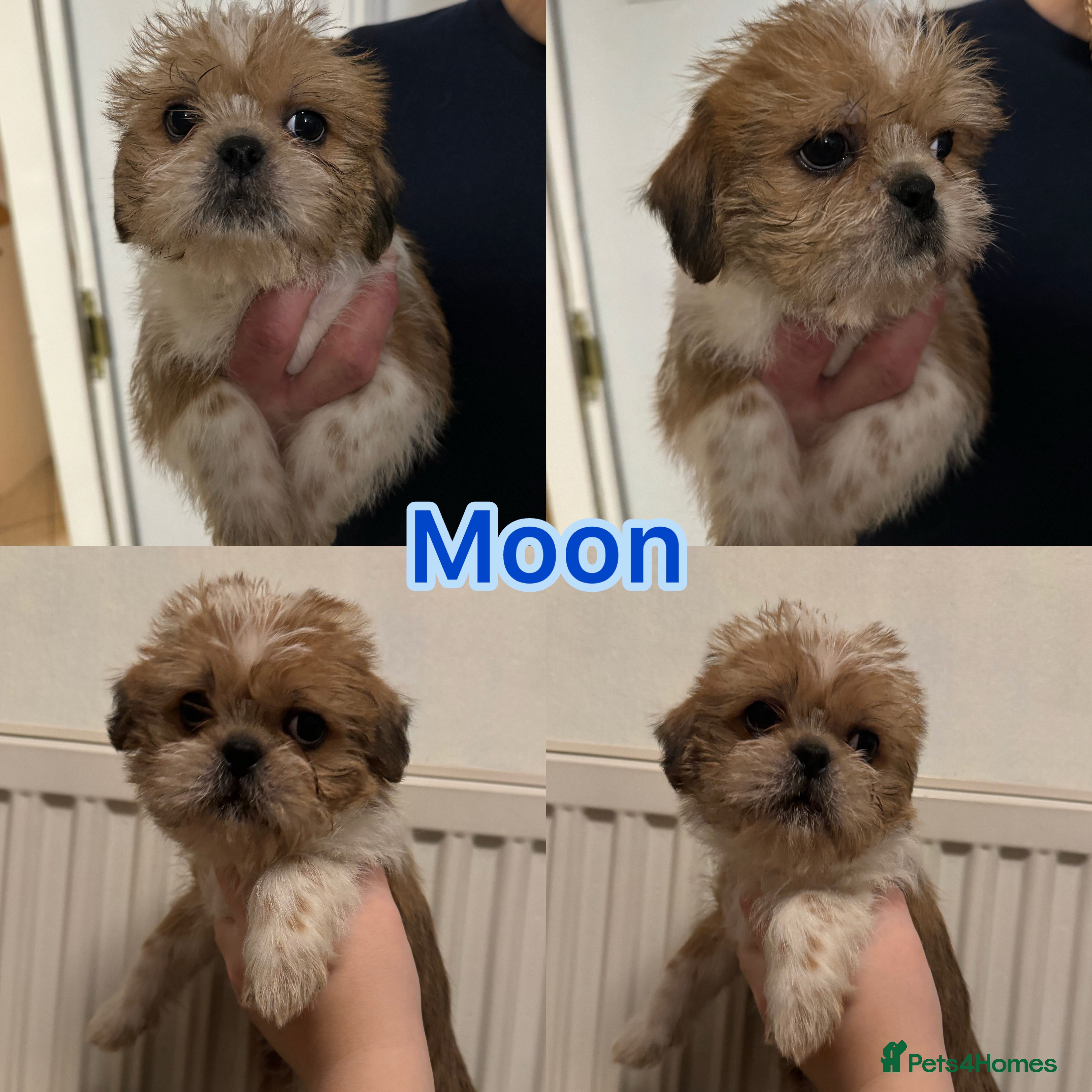 Shih Tzu dogs for sale: gorgeous male puppy for sale  - Advert 1