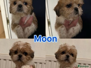 Shih Tzu dogs gorgeous male puppy for sale - Advert 5