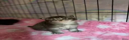 Maine Coon cats for sale: Stunning Maine coon kittens  - Advert 23